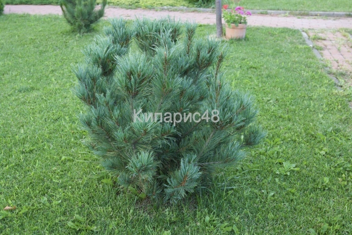 Сосна кедровая сибирская сибирский кедр сеянец