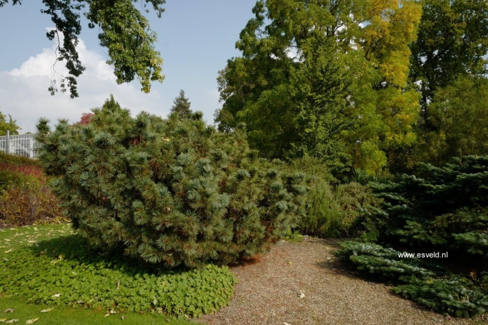 Сосна кедровая стланиковая глаука