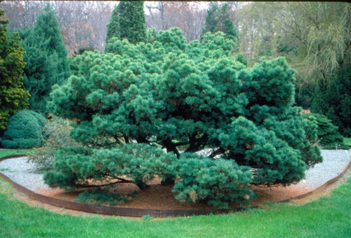 Pinus sylvestris (сосна обыкновенная)  watereri