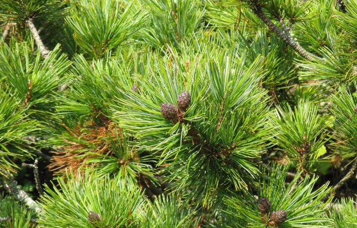 Сосна сибирская кедровая