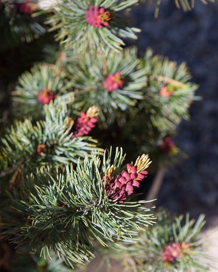 Pinus sylvestris 'argentea compacta'