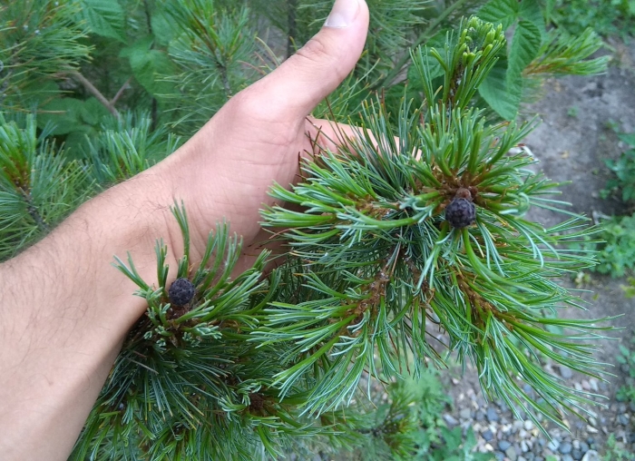 Сосна кедровая стланиковая шишки