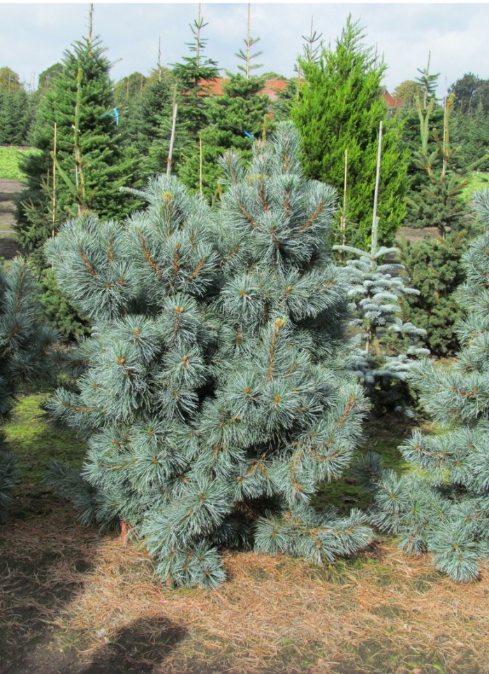 Сосна мелкоцветковая blauer engel