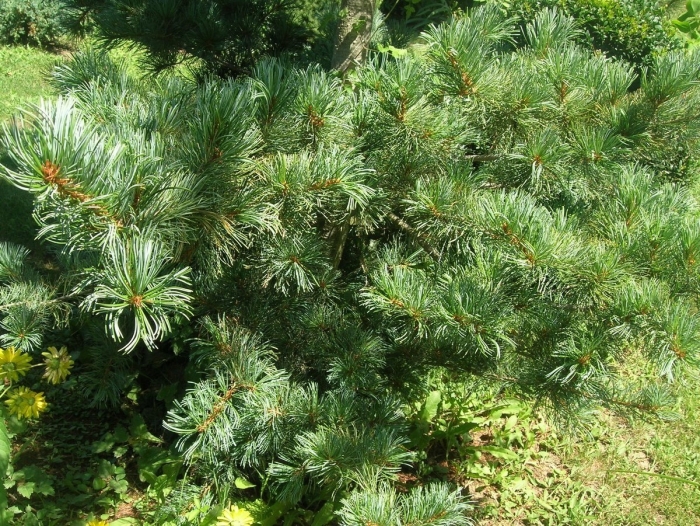 Pinus glauca