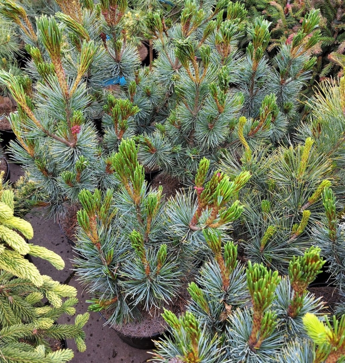 Pinus sylvestris chantry blue