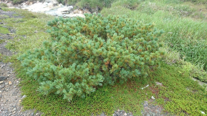 Кедровый стланик (pinus pumila)