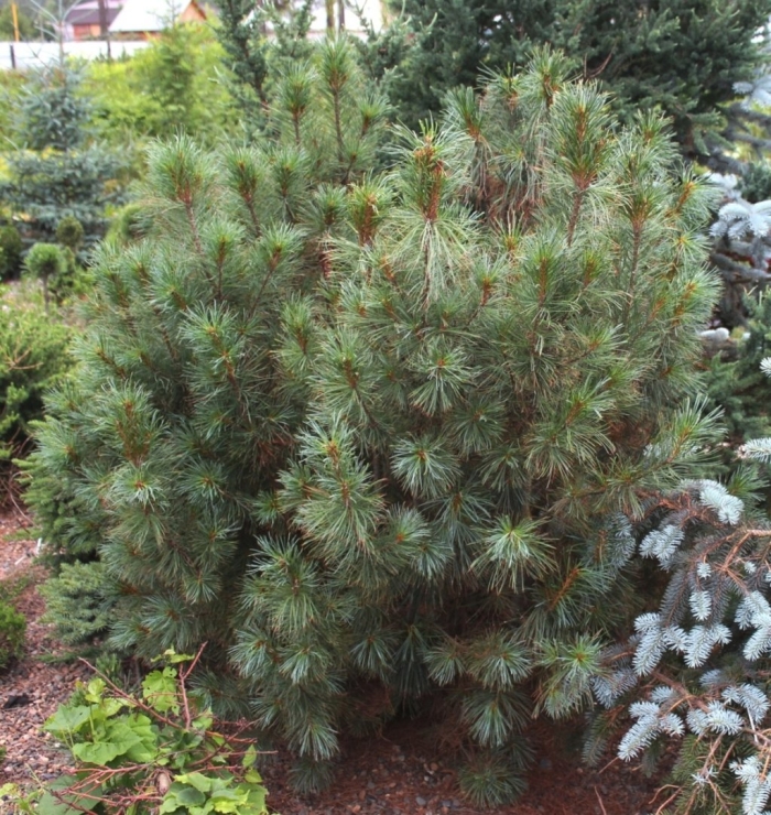 Pinus sylvestris compressa