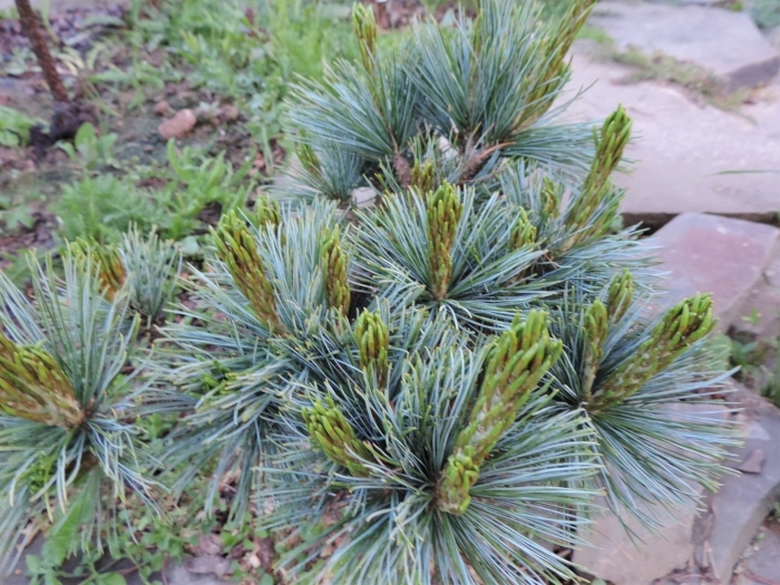 Сосна кедровый стланик глаука