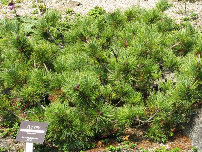 Сосна pinus nigra