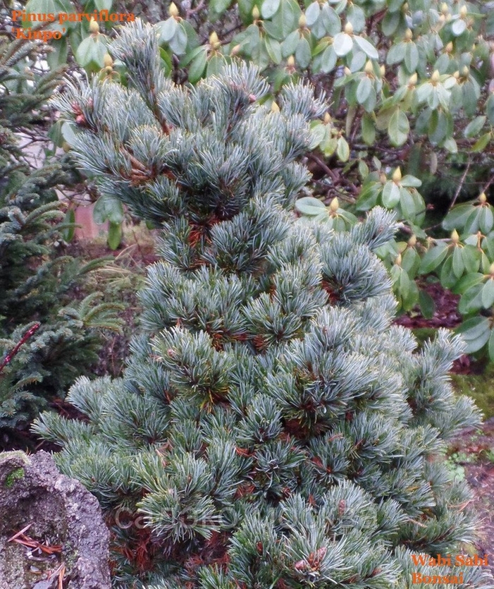 Парвифлора негиши