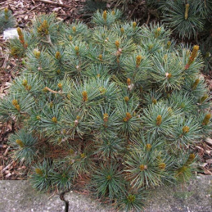 Pinus pumila jeddeloh