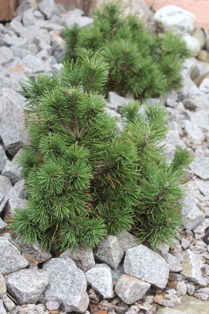 Сосна пумилио горная