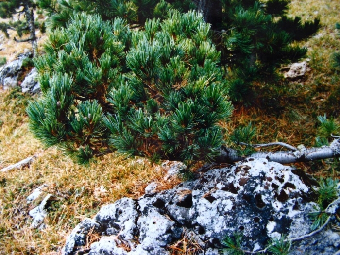 Pinus cembra