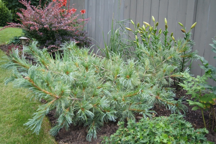 Pinus pumila 'blue mops'