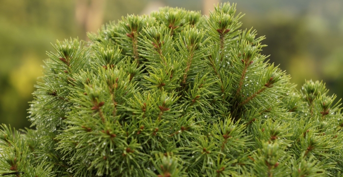 Сосна горная мумпиц