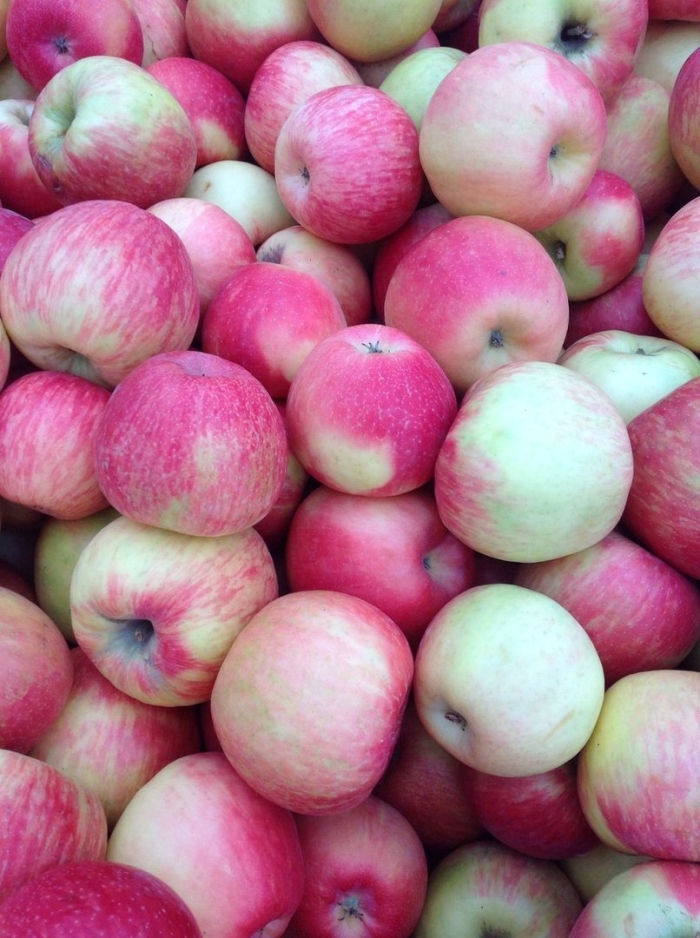 Яблоня мальт багаевский