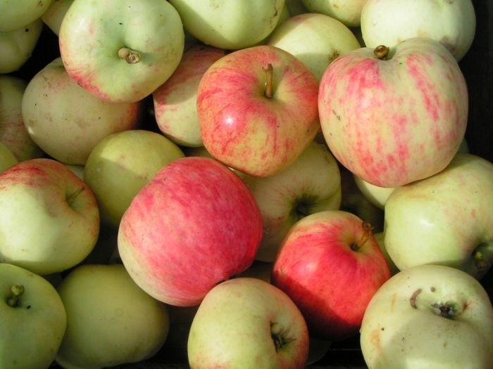 Северный синап яблоки