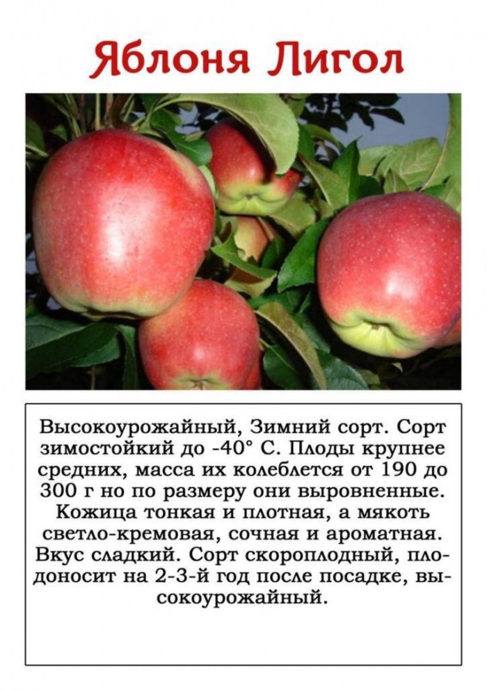 Сорт яблони лигол