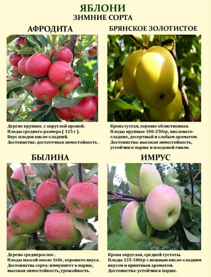 Колоновидная яблоня сорт президент