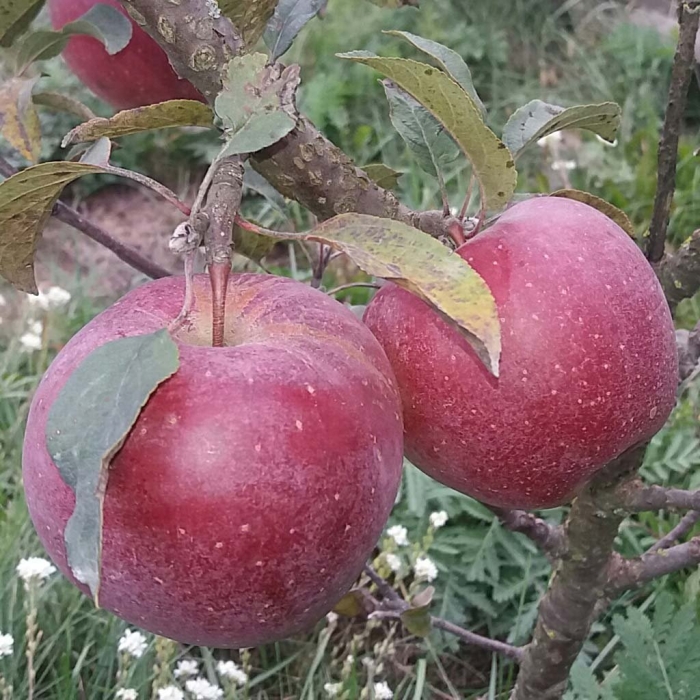 Яблоня дарунок