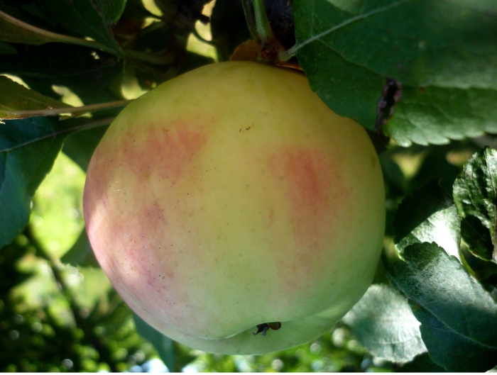 Сорт яблони московское позднее