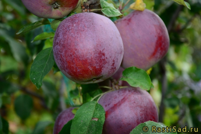 Сорт яблони имант