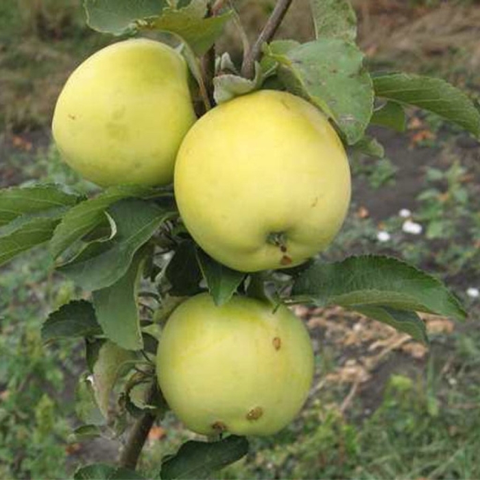 Яблоня антоновка обыкновенная