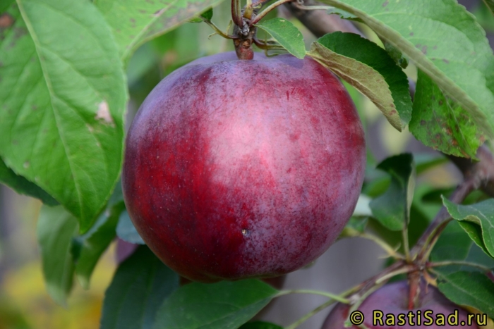 Имант яблоня