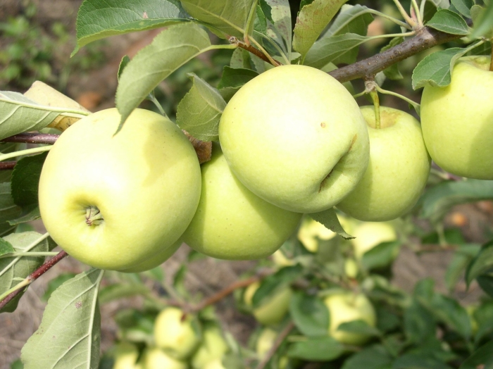 Яблоня медовка