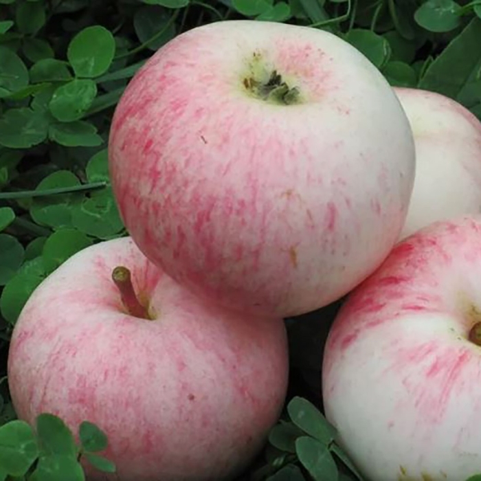 Сорт яблони суйслепское (малиновка)