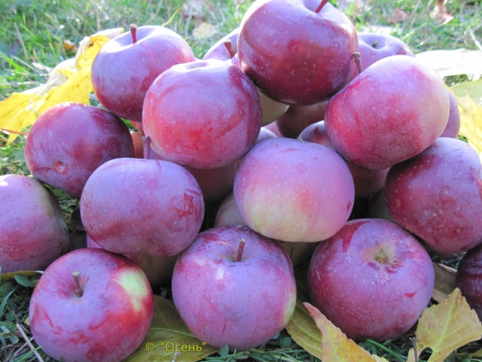Сорт яблок антей