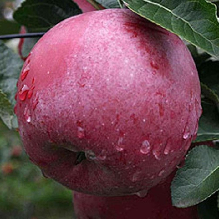 Яблоня спартан