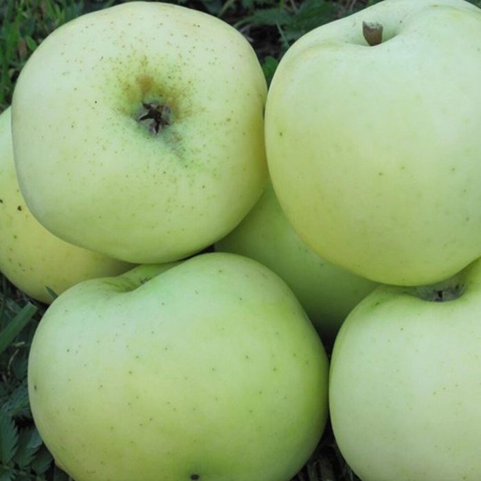 Яблоня медовка