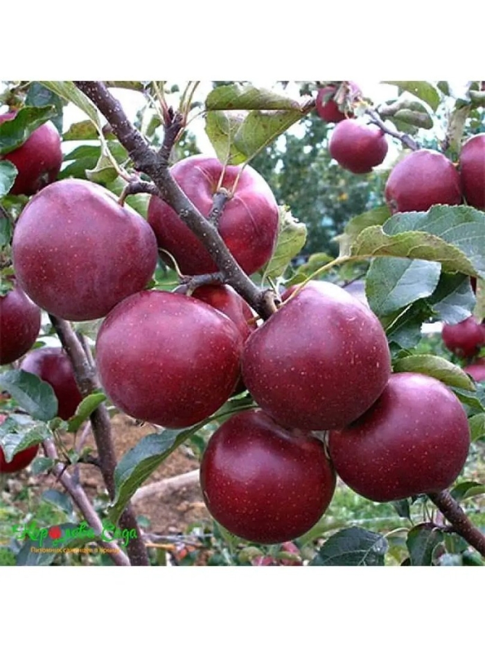 Флорина сорт яблок