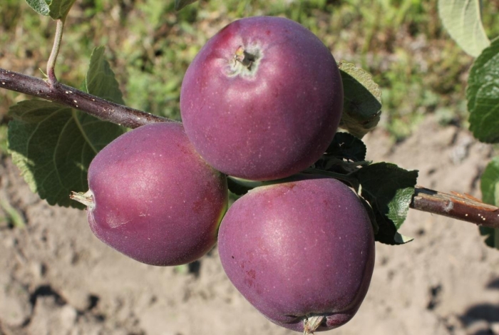 Яблоня имант