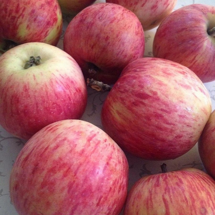 Штрейфлинг яблоня