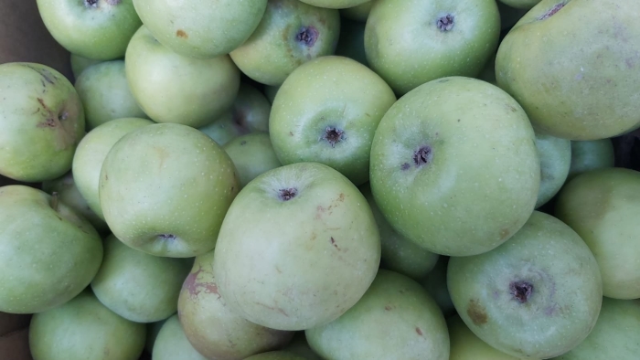 Симиренко сорт яблок