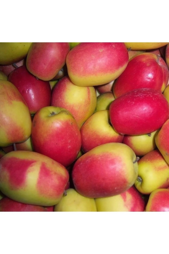 Яблоки кандиль-синап