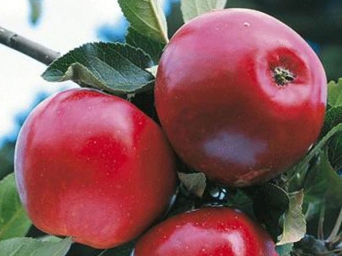 Яблоня женева эрли