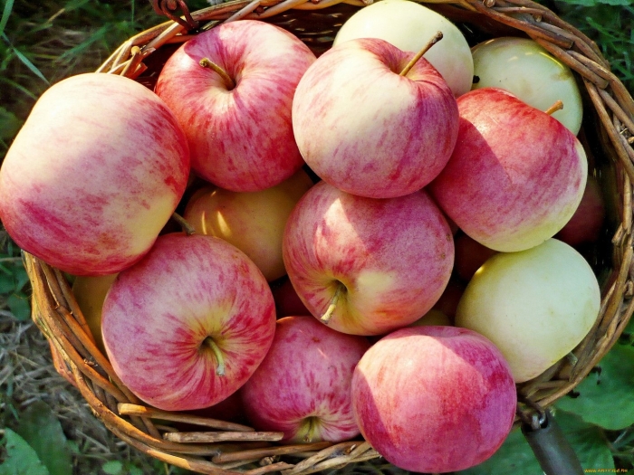 Сорт яблок медовка