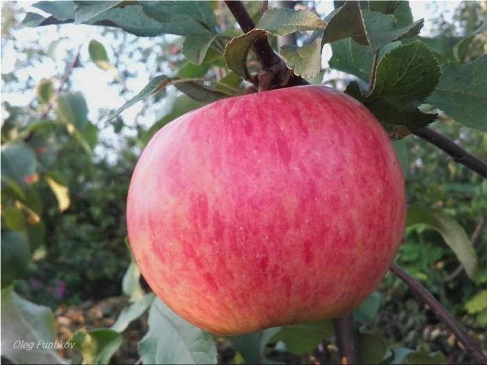 Яблоня россошанское августовское