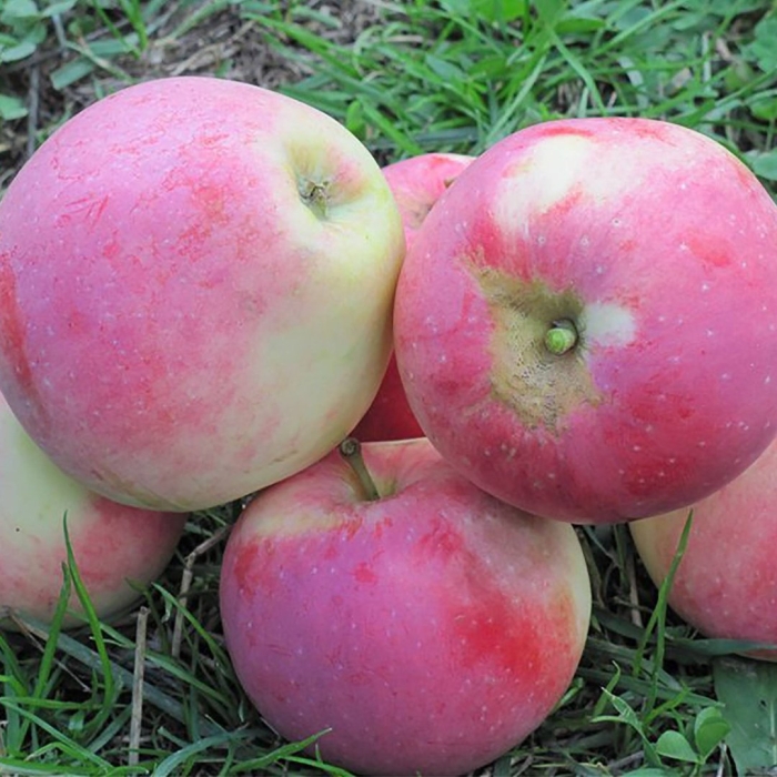 Яблоня строевское