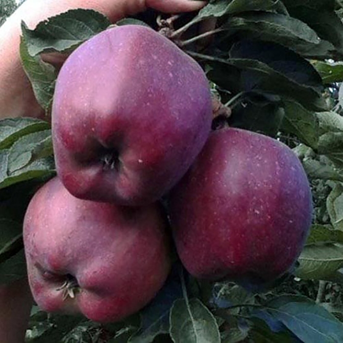 Сорт рихард яблоня