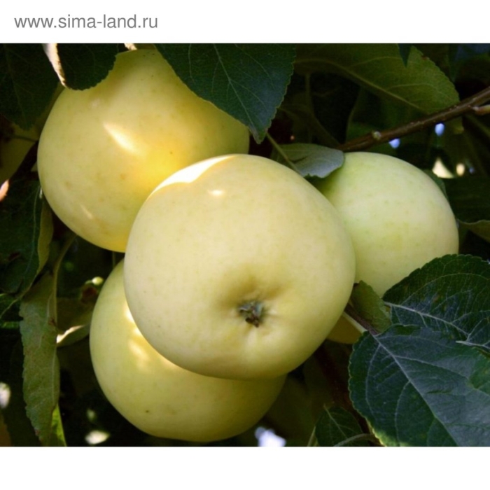 Яблоня московское позднее