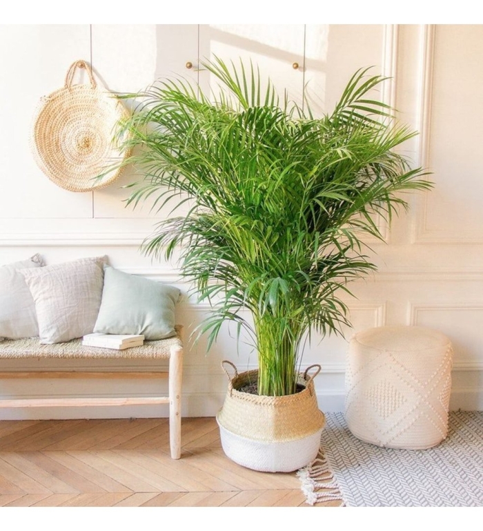 Пальма арека ховея хризалидокарпус