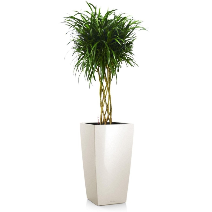 Драцена анита