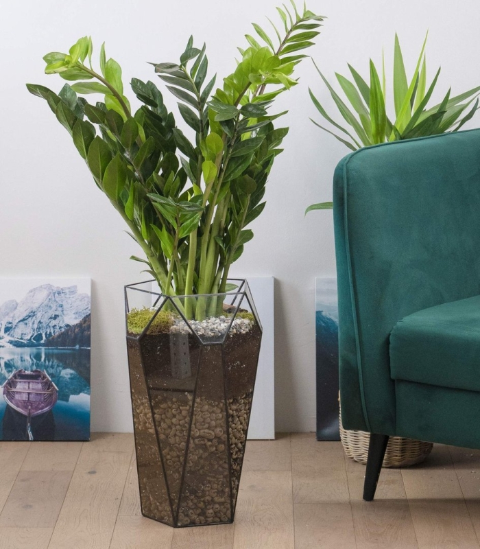 Кашпо для долларового дерева