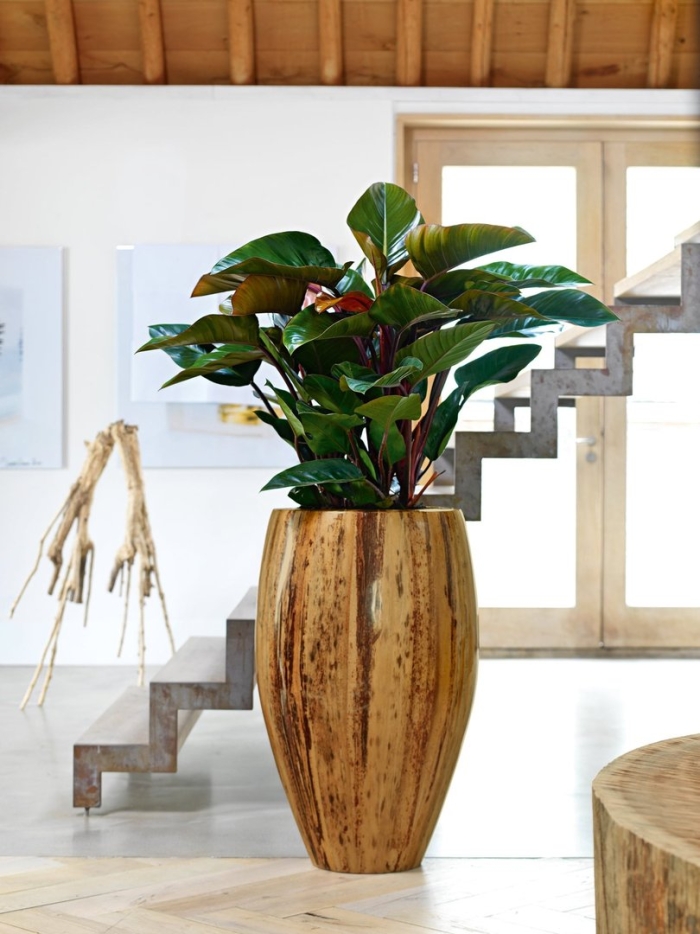 Цветок в горшке напольный