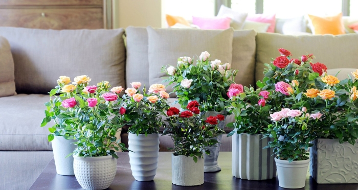 Роза кордана микс