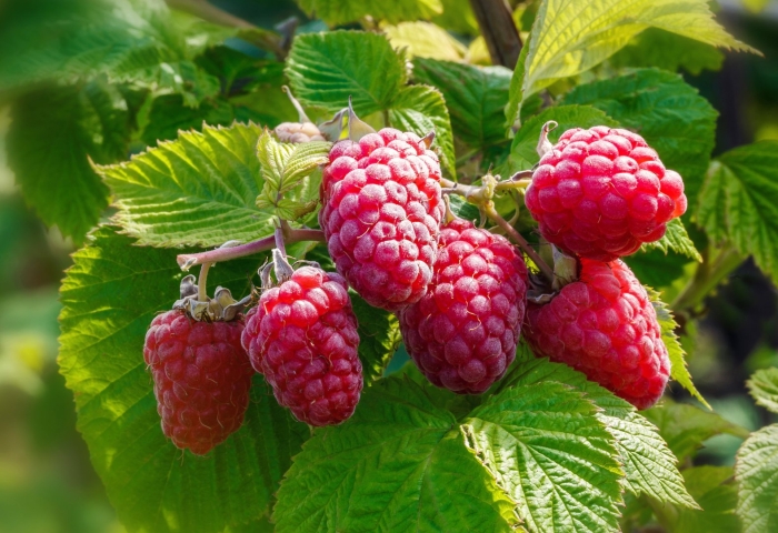 Малина ремонтантная шапка мономаха